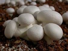 http://cdna.labioguia.com/images/articles/568fcb558b966_crop.jpg