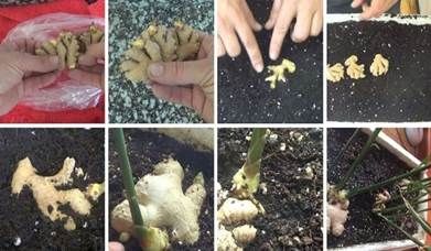 http://cdna.labioguia.com/images/articles/5672a89f87f00_crop.jpg