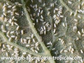 a mosca blanca se controla con fumigaciones de jabón