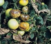 http://www.el-tomate.net/enfermedades/mildiu4.jpg