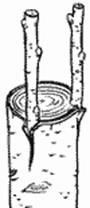 http://articulos.infojardin.com/arboles/injertos/injertos-de-pua/injerto-corteza-3.gif