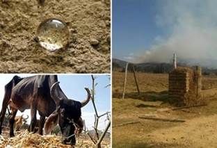 años en la ganadería