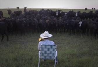 usicoterapia para vacas