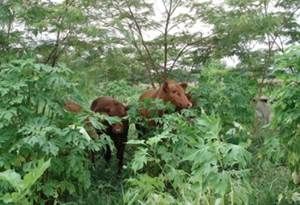 istemas silvopastoriles, SSP, proyecto Ganadería Colombiana Sostenible, GCS, sequía, afectaciones cambio climático, afectaciones Fenómeno de El Niño, afectaciones Fenómeno de El Niño Colombia, arreglo agroforestal, sistemas silvopastoriles para mitigar la sequía, escasez de agua, escasez de alimento, Buenas Prácticas Ganaderas, BPG, CONtexto ganadero, Ganaderos Colombia