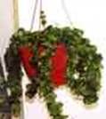 http://articulos.infojardin.com/articulos/fotos-cestas-colgantes/colgante.jpg