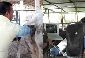 alpación rectal, ultrasonografía, ecografía, estudiantes, profesionales, salud animal, cursos, Prosegan
