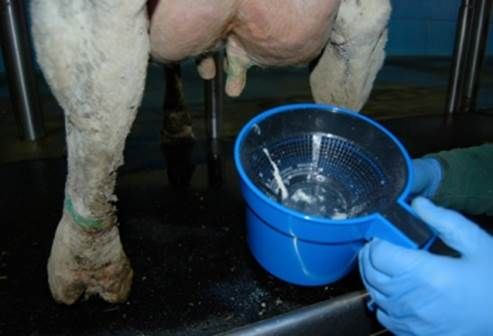 rdeño manual, ordeño mecánico, despunte, vacas, leche, calidad, mastitis, ganaderos, Ganadería
