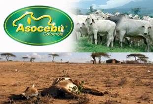 socebú 2016