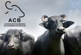 sobúfalos Colombia 2016