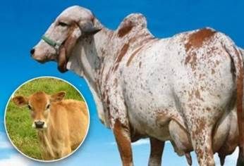 ruce gyr por jersey