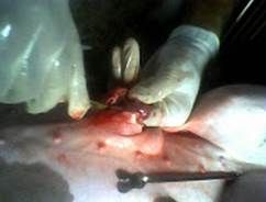 http://1.bp.blogspot.com/_3Jj83dAL638/TJKPwKD4k7I/AAAAAAAAA60/jmczJogq-kU/s200/14-09-10_084353.jpg