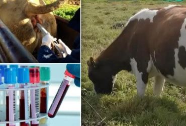 est embarazo vacas ganadería