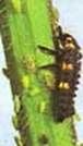 http://articulos.infojardin.com/jardin/fotos-abril-04/mariquita-larva.jpg