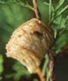 http://articulos.infojardin.com/jardin/fotos-mayo-04/mantis-puesta.jpg