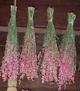 http://articulos.infojardin.com/articulos/fotos-flores-secas/metodos-secado/delfinium-seco.jpg.jpg