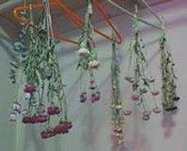 http://articulos.infojardin.com/articulos/fotos-flores-secas/metodos-secado/colgadas.jpg