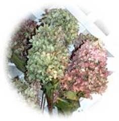 http://articulos.infojardin.com/articulos/fotos-flores-secas/metodos-secado/hortensia.jpg