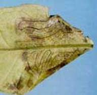 http://articulos.infojardin.com/jardin/fotos-abril-04/minador-citricos.jpg