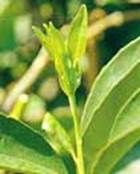http://articulos.infojardin.com/jardin/fotos-abril-04/minador-brotacion-primavera.jpg