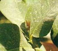 http://articulos.infojardin.com/jardin/fotos-abril-04/minador-brotacion-verano.jpg