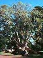 http://articulos.infojardin.com/arboles/20-10/Fotos/phytolacca_dioica.jpg