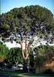 http://articulos.infojardin.com/arboles/20-10/Fotos/pinus_pinea.jpg
