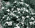 http://articulos.infojardin.com/arboles/20-10/Fotos/spiraea_albiflora.gif