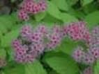 http://articulos.infojardin.com/arboles/20-10/Fotos/Spiraea_japonica.jpg