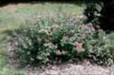 http://articulos.infojardin.com/arboles/20-10/Fotos/spiraea_x_bumalda.jpg