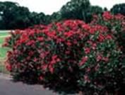 http://articulos.infojardin.com/arboles/20-10/Fotos/adelfa_roja_arbusto.jpg
