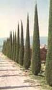 http://articulos.infojardin.com/arboles/20-10/Fotos/cipres_piramidal.jpg