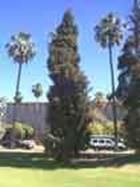 http://articulos.infojardin.com/arboles/20-10/Fotos/cupressus_horizontal.jpg