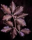 http://articulos.infojardin.com/arboles/20-10/Fotos/fagus_sylvatica_purpurea.jpg