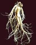 http://articulos.infojardin.com/boletin/fotos-diciembre-05/afrodisiacas-ginseng.jpg