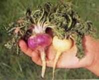 http://articulos.infojardin.com/boletin/fotos-diciembre-05/afrodisiacas-maca-lepidium.jpg