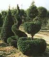 http://articulos.infojardin.com/arbustos/fotos-poda-topiaria/topiaria_vivero.jpg