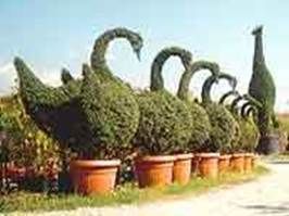 http://articulos.infojardin.com/arbustos/fotos-poda-topiaria/topiaria-cisnes.jpg
