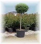 http://articulos.infojardin.com/arbustos/fotos-poda-topiaria/aligustre-bola.jpg