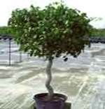 http://articulos.infojardin.com/arbustos/fotos-poda-topiaria/ficus-benjamina-2.jpg