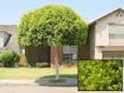 http://articulos.infojardin.com/arbustos/fotos-poda-topiaria/ficus-nitida-pequena.jpg
