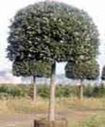 http://articulos.infojardin.com/arbustos/fotos-poda-topiaria/laurel-fao.jpg