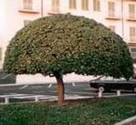 http://articulos.infojardin.com/arbustos/fotos-poda-topiaria/pitosporo-sombrilla.jpg
