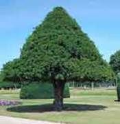 http://articulos.infojardin.com/arbustos/fotos-poda-topiaria/tejo-arbol-cono.jpg