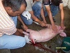 http://4.bp.blogspot.com/_3Jj83dAL638/TBgMjBNpZbI/AAAAAAAAAzg/mNNVl15p_To/s320/prolazo+1.jpg