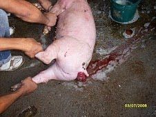 http://4.bp.blogspot.com/_3Jj83dAL638/TBgMpoCf99I/AAAAAAAAAzo/79g8Rx1RcC8/s320/prolaxo+2.jpg