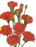 http://articulos.infojardin.com/trucos/Imagenes_nov/Flores/claveles.jpg