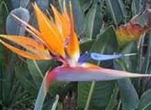 http://articulos.infojardin.com/trucos/Imagenes_nov/Flores/strelitziareginae.jpg