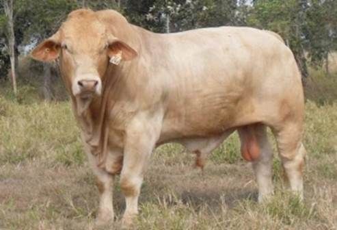 harbray, Charolaise, Brahman, Asociación Colombiana de Criadores de Ganado Charolaise Charbray y sus cruces, 5/8 Charolaise y 3/8 Brahman, Charolais x Brahman, rendimiento en canal de la raza Charbray, ventajas de la raza Charbray, características de la raza Charbray, raza Charbray en Colombia, raza Charolaise en Colombia, cruce F1 Charolais x Brahman, CONtexto ganadero, Ganaderos Colombia