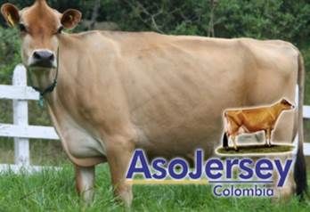 aza Jersey Asojersey Colombia