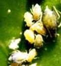http://articulos.infojardin.com/jardin/fotos-marzo-04/pulgones.jpg